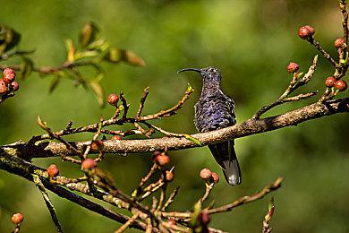 《圣剑同盟 + 光辉同盟 remastered collection》公开预售相关信息